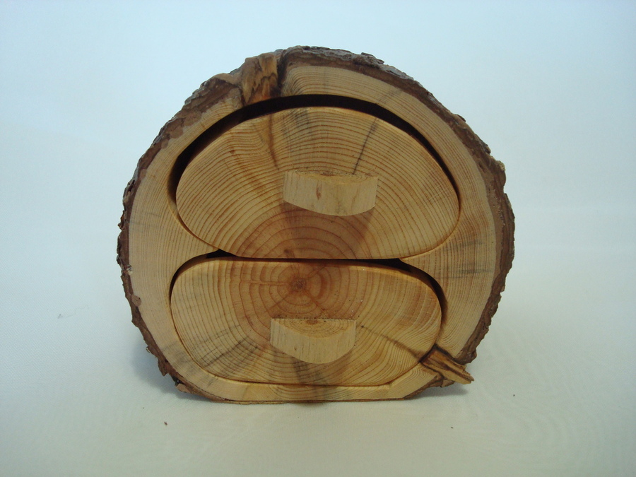 Pino resinero - Pinus pinaster, ø 8 x 6 cm
