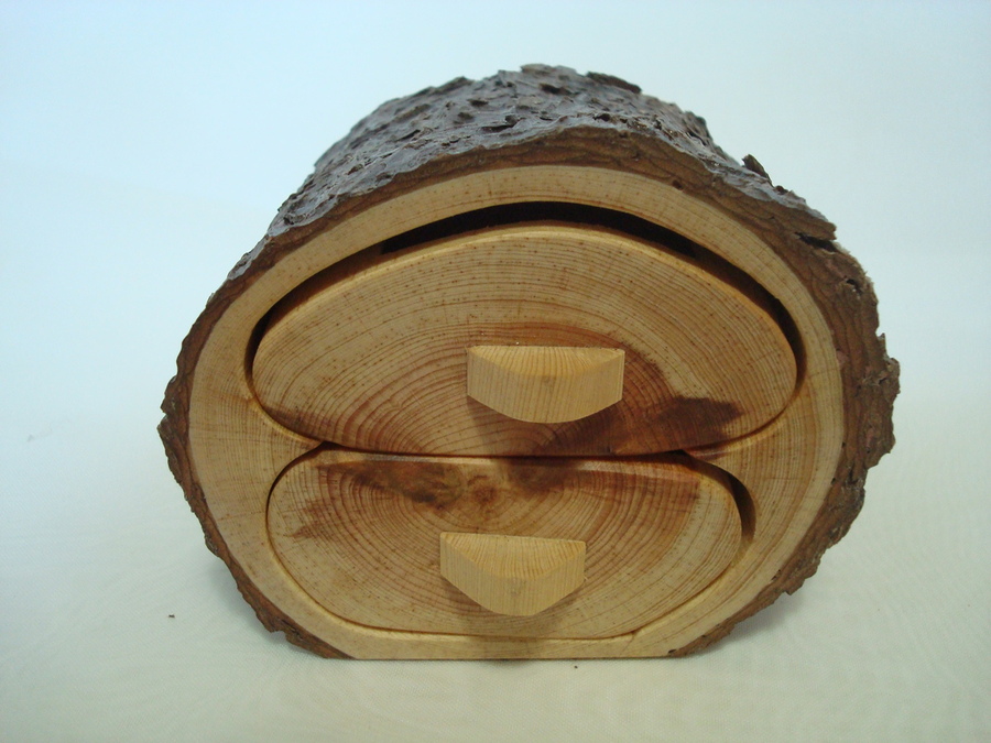 Pino resinero - Pinus piaster  Ã¸ 9 x 7 cm